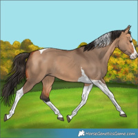 Horse Color:Bay Dun Splash Tobiano Rabicano 