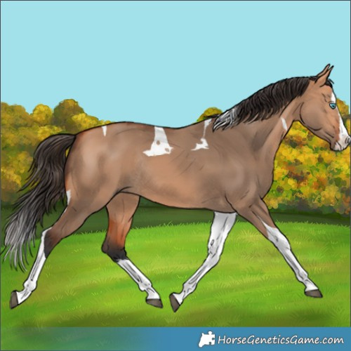 Horse Color:Bay Dun Splash Tobiano Rabicano 