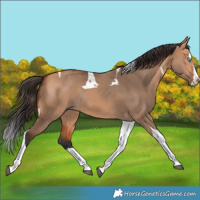 Horse Color:Bay Dun Splash Tobiano Rabicano 