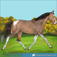 Horse Color:Bay Dun Splash Tobiano Rabicano 