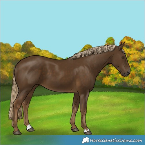 Horse Color:Chocolate Palomino 