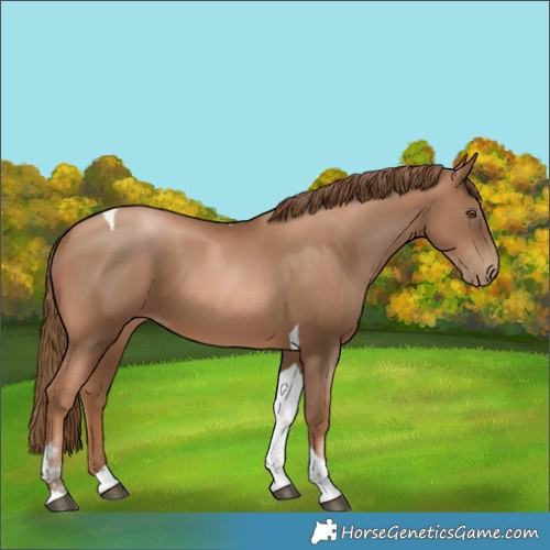 Horse Color:Liver Chestnut Pearl Tobiano 
