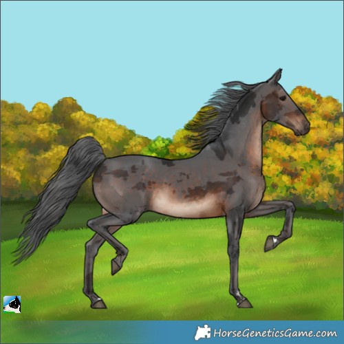 Horse Color:Brown Merle 