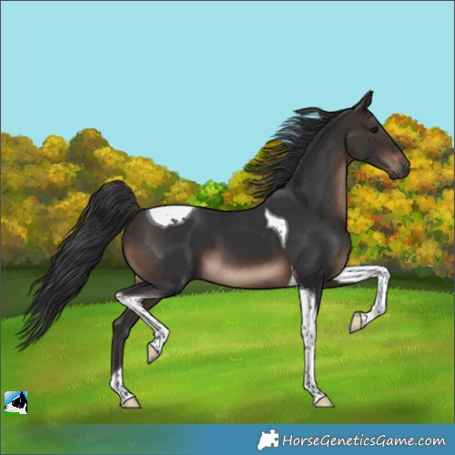 Horse Color:Brown Tobiano 