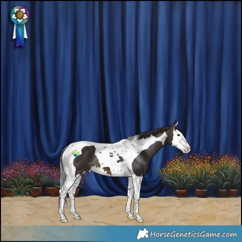 Horse Color:Buckskin Splash Tobiano 