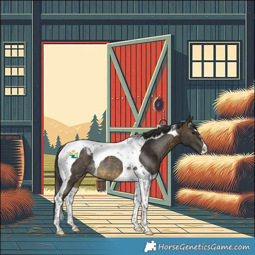 Horse Color:Buckskin Tobiano Rabicano 