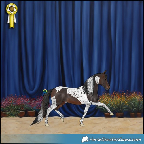 Horse Color:Brown Tobiano 