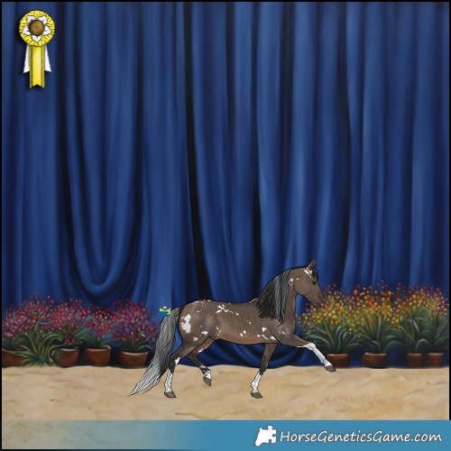 Horse Color:White Spotted Brown Dun Tobiano 
