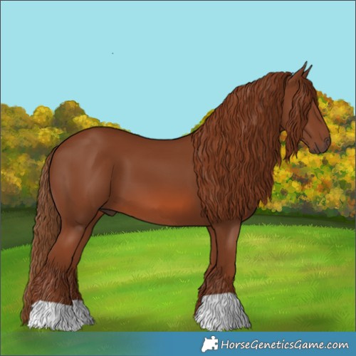 Horse Color:Chestnut 
