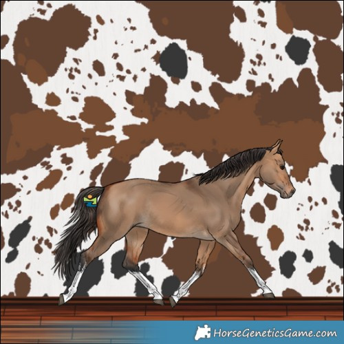 Horse Color:White Spotted Bay Dun Rabicano 