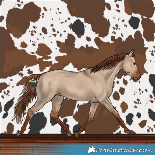 Horse Color:Red Dun Rabicano 