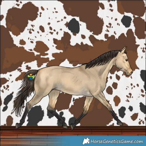 Horse Color:Buckskin Dun Rabicano 