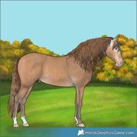 Horse Color:Gray Perlino