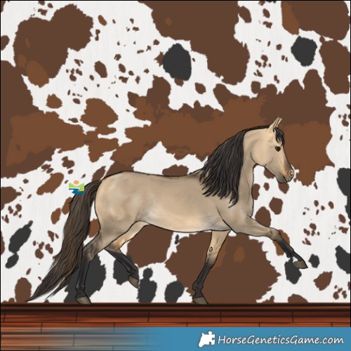 Horse Color:Buckskin Dun Rabicano 