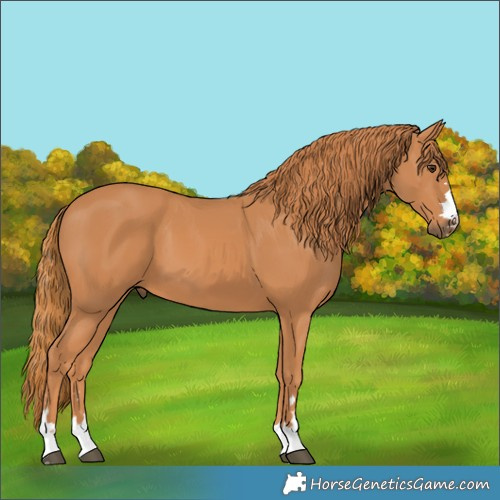 Horse Color:Chestnut 