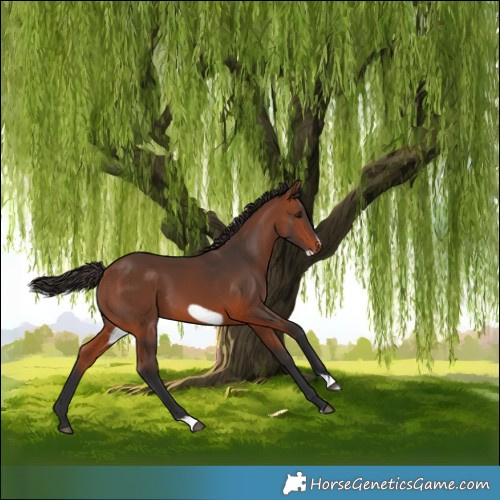 Horse Color:Bay Frame