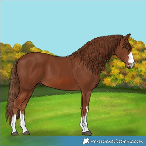 Horse Color:Chestnut 