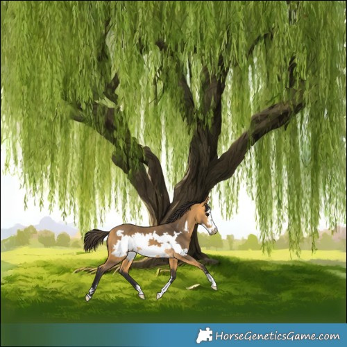 Horse Color:Buckskin Frame