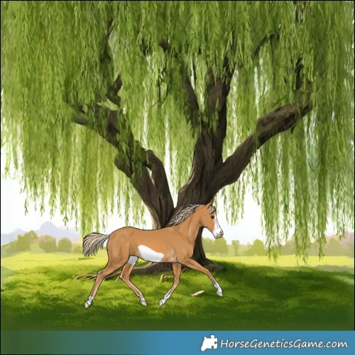 Horse Color:Palomino Frame 