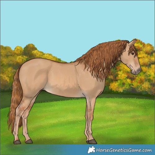 Horse Color:Red Dun 