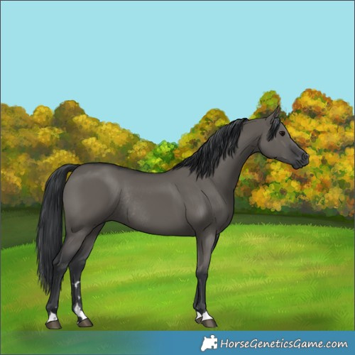 Horse Color:Grullo Rabicano 