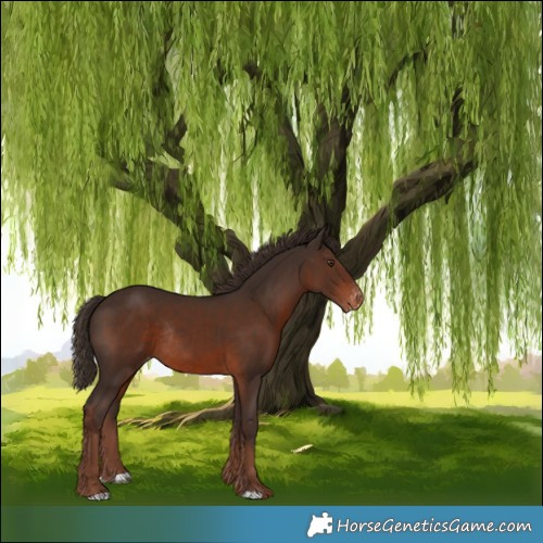 Horse Color:Liver Chestnut Appaloosa Rabicano 