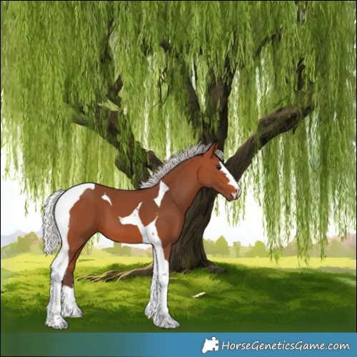 Horse Color:Silver Bay Tobiano 