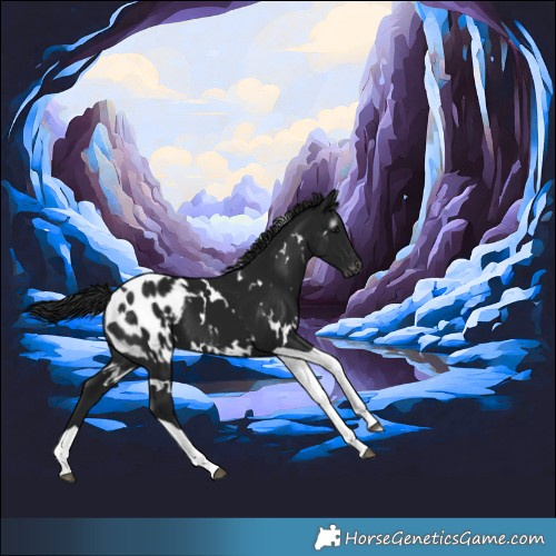 Horse Color:Gray White Spotted Black Tobiano Appaloosa 