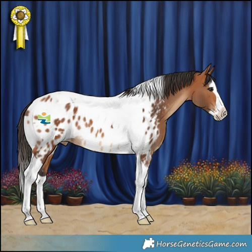 Horse Color:Bay Splash Tobiano Near Leopard 