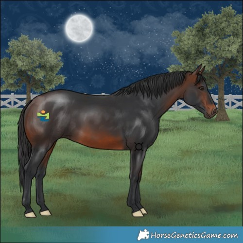 Horse Color:Brown 