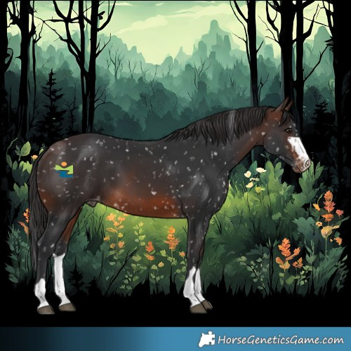 Horse Color:Brown Appaloosa 