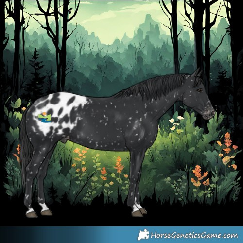 Horse Color:Black Appaloosa 