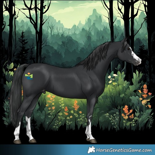 Horse Color:Black Appaloosa 