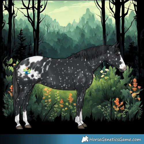 Horse Color:Black Blanket