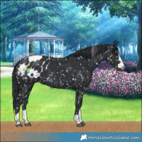 Horse Color:Black Blanket 