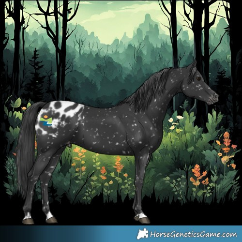 Horse Color:Black Appaloosa