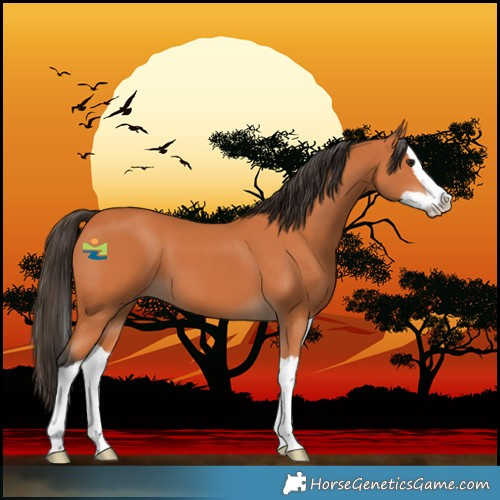 Horse Color:Bay Splash 