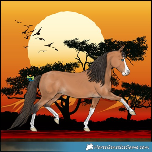 Horse Color:Bay Splash 