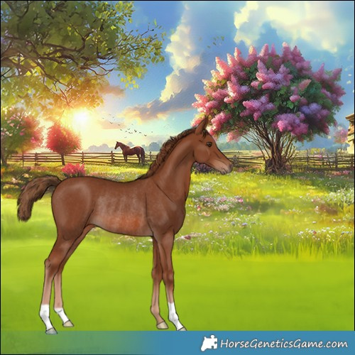 Horse Color:Chestnut Rabicano 