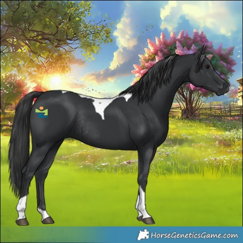 Horse Color:Black Tobiano Rabicano