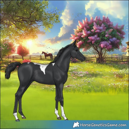 Horse Color:Black Tobiano Rabicano