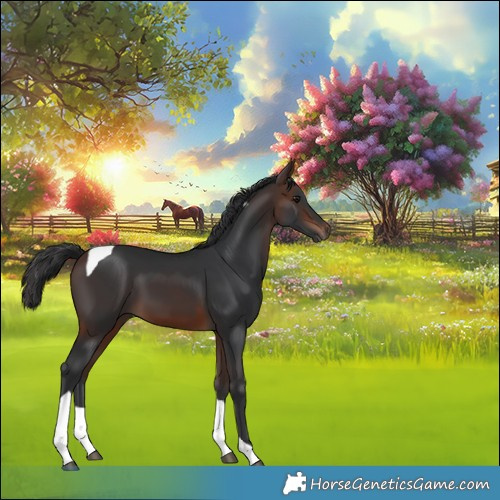 Horse Color:Brown Tobiano 