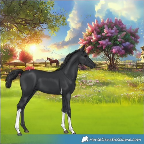 Horse Color:Black Tobiano 
