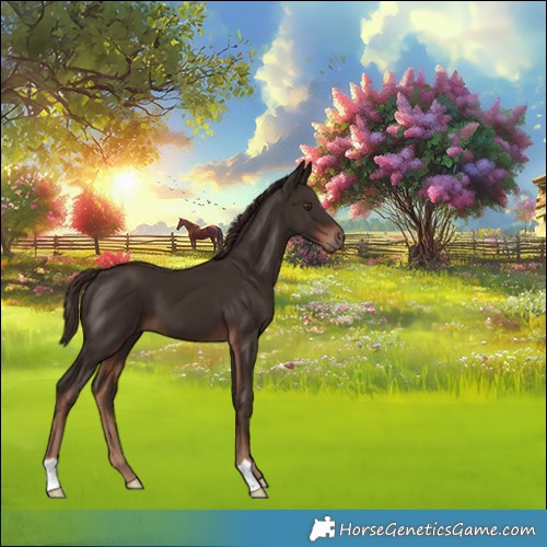 Horse Color:Liver Chestnut 