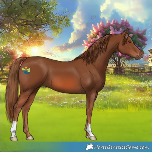 Horse Color:Chestnut 