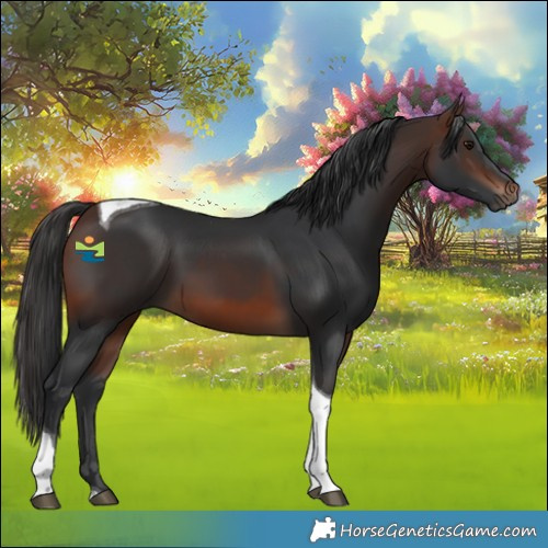Horse Color:Brown Tobiano