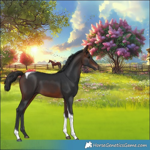 Horse Color:Brown Tobiano 