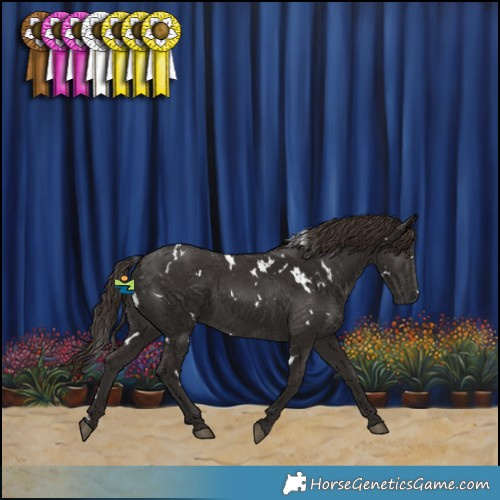 Horse Color:White Spotted Liver Chestnut Rabicano