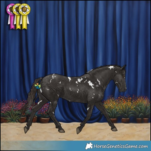 Horse Color:White Spotted Liver Chestnut Rabicano 