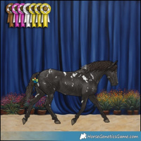 Horse Color:White Spotted Liver Chestnut Rabicano